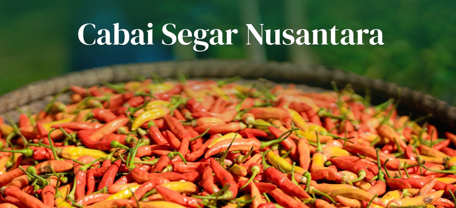 hero-cabai-segar